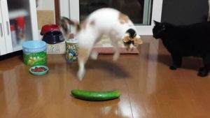 Why are cats scared of cucumbers?