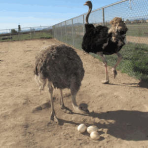 How to start an ostrich farm